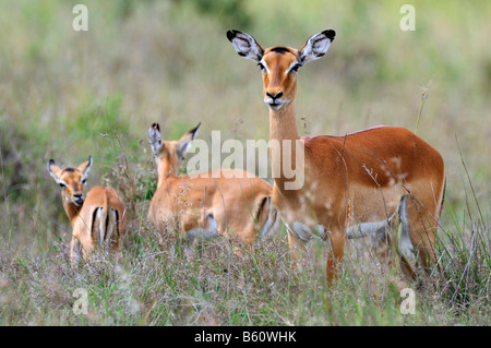 Impala (Aepyceros Melampus) Doe mit Kälber, Samburu National Reserve, Kenia, Ostafrika, Afrika Stockfoto