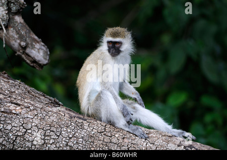 Green Monkey oder Callithrix Affe (Chlorocebus Sabaeus), Nairobi-Nationalpark, Kenia, Ostafrika, Afrika Stockfoto