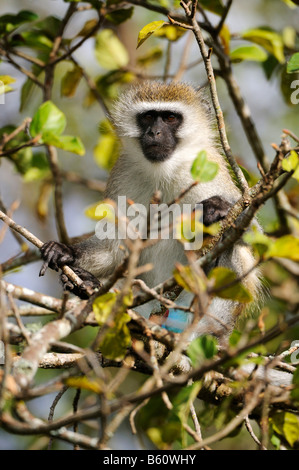 Green Monkey oder Callithrix Affe (Chlorocebus Sabaeus), Nairobi-Nationalpark, Kenia, Ostafrika, Afrika Stockfoto