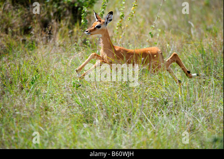 Impala (Aepyceros Melampus) Kalb springen, Nairobi-Nationalpark, Kenia, Ostafrika, Afrika Stockfoto