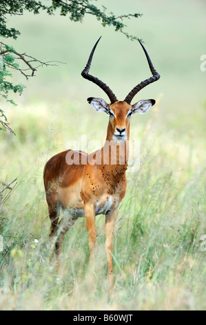 Impala (Aepyceros Melampus) Bock stehen im Schatten der Akazie Baum, Nairobi-Nationalpark, Kenia, Ostafrika, Afrika Stockfoto