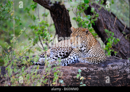 Afrikanischer Leopard (Panthera Pardus Pardus) entspannt auf einem Felsblock, Samburu National Reserve, Kenia, Ostafrika, Afrika Stockfoto
