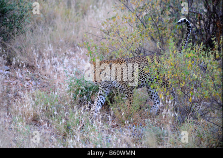 Afrikanischer Leopard (Panthera Pardus Pardus), Afrika, Ostafrika, Samburu National Reserve, Kenia Stockfoto