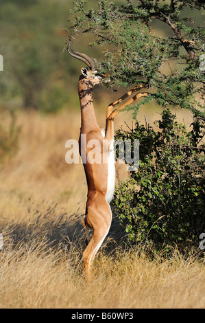 Gerenuk oder Wallers Gazelle (Litocranius Walleri) auf den Hinterbeinen stehend und Essen von einer Akazie-Verzweigung Stockfoto