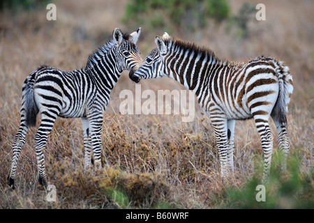 Grant Zebra (Equus Quagga Boehmi), zwei Fohlen, schnüffeln einander, Sweetwater Game Reserve, Kenia, Afrika Stockfoto