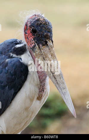 Marabou Storch (Leptoptilos Crumeniferus), Porträt, Sweetwater Game Reserve, Kenia, Afrika Stockfoto