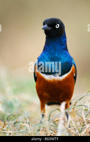 Superb Starling (Glanzstare Superbus), Sweetwater Game Reserve, Kenia, Afrika Stockfoto