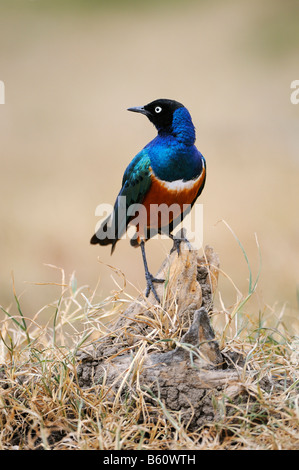 Superb Starling (Glanzstare Superbus), thront auf einem Wachposten, Sweetwater Game Reserve, Kenia, Afrika Stockfoto