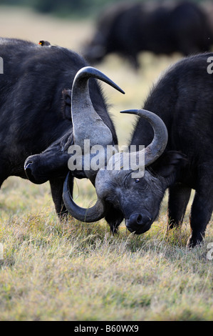 Afrikanischer Büffel oder Kaffernbüffel (Syncerus Caffer), spielen Junge Stiere kämpfen, Sweetwater Game Reserve, Kenia, Afrika Stockfoto