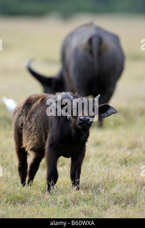 Afrikanischer Büffel oder Kaffernbüffel (Syncerus Caffer), Kalb, Sweetwater Game Reserve, Kenia, Afrika Stockfoto