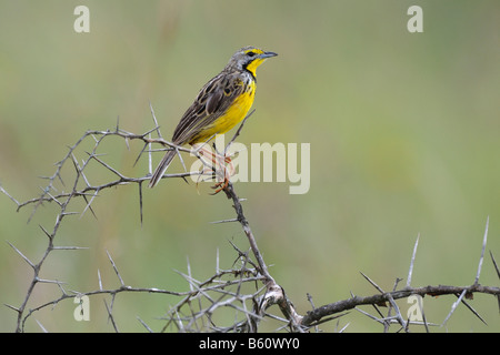 Gelb-throated Longclaw (Macronyx Croceus), Nairobi-Nationalpark, Kenia, Afrika Stockfoto