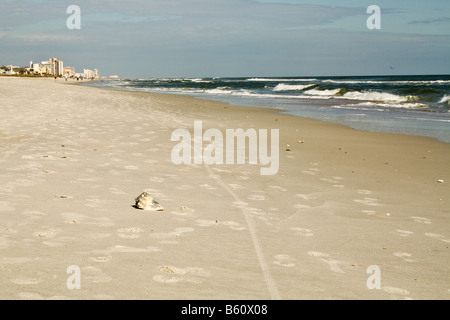 Einsamer Muschel am Strand inmitten von Fußspuren und Fahrrad Reifenspuren in Jacksonville Beach, Florida Stockfoto