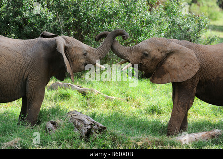 Afrikanischer Bush Elefant (Loxodonta Africana), zwei Kälber, spielen, Samburu National Reserve, Kenia, Afrika Stockfoto