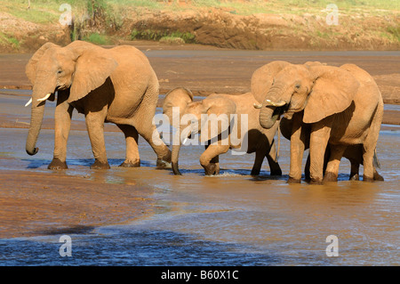 Afrikanischer Bush Elefant (Loxodonta Africana), Herde, trinken, Samburu National Reserve, Kenia, Afrika Stockfoto