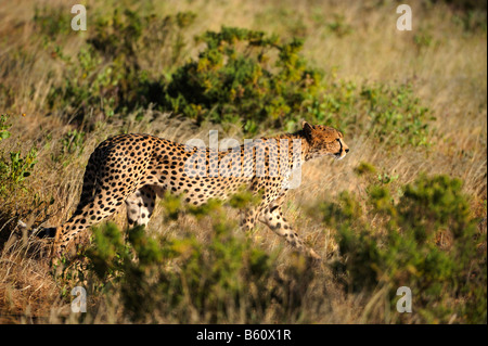 Gepard (Acinonyx Jubatus), Samburu National Reserve, Kenia, Afrika Stockfoto