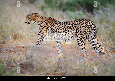 Gepard (Acinonyx Jubatus), Samburu National Reserve, Kenia, Afrika Stockfoto