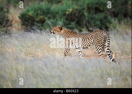 Gepard (Acinonyx Jubatus), Samburu National Reserve, Kenia, Afrika Stockfoto