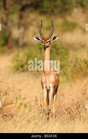 Gerenuk oder Wallers Gazelle (Litocranius Walleri), Samburu National Reserve, Kenia, Afrika Stockfoto