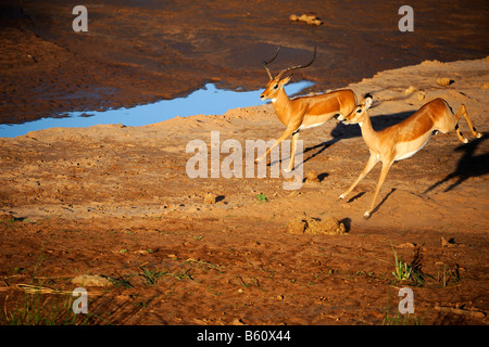 Impala (Aepyceros Melampus), laufen, im Morgengrauen, Samburu National Reserve, Kenia, Afrika Stockfoto