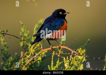 Superb Starling (Glanzstare Superbus) thront auf einem Aussichtspunkt Ast, Afrika, Ostafrika, Samburu National Reserve, Kenia Stockfoto