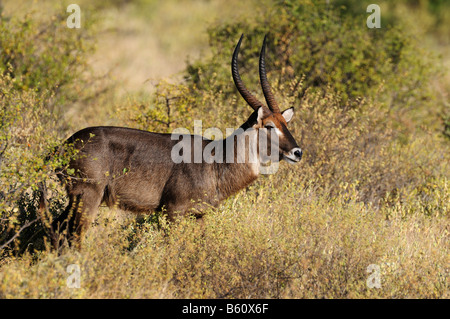 Defassa Wasserbock (Kobus Ellipsiprymnus Defassa), Afrika, Ostafrika, Samburu National Reserve, Kenia Stockfoto