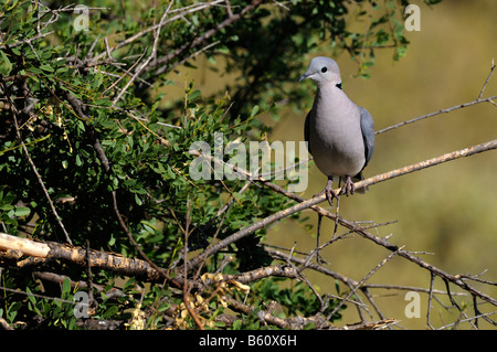 Ring-Necked Taube (Streptopelia Capicola Somalica), Afrika, Ostafrika, Samburu National Reserve, Kenia Stockfoto