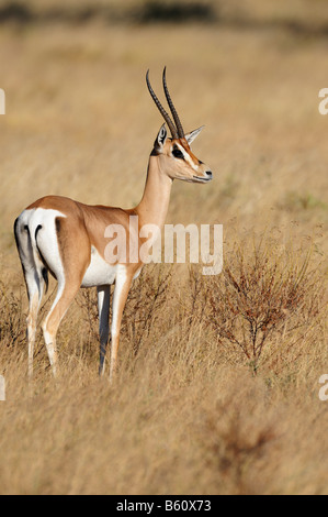 Grant es Gazelle (Gazella Granti), Samburu National Reserve, Kenia, Afrika Stockfoto
