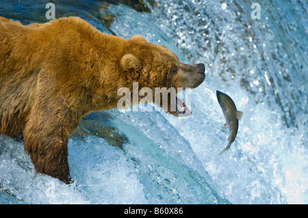 Brauner Bär (Ursus Arctos) Fischerei auf Lachs, Brooks River, Brooks Falls, Katmai Nationalpark, Alaska, USA, Nordamerika Stockfoto