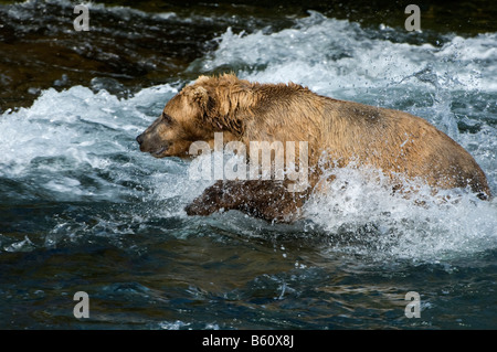 Brauner Bär (Ursus Arctos) Fischerei auf Lachs, Brooks River, Brooks Falls, Katmai Nationalpark, Alaska, USA, Nordamerika Stockfoto