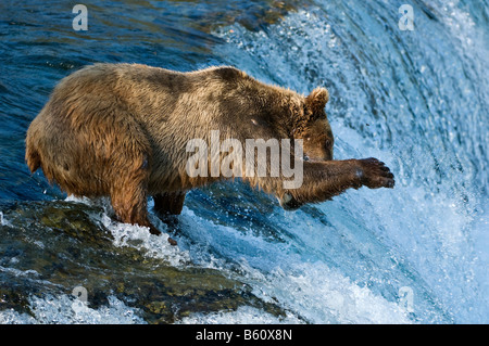 Brauner Bär (Ursus Arctos) Fischerei auf Lachs, Brooks River, Brooks Falls, Katmai Nationalpark, Alaska, USA, Nordamerika Stockfoto