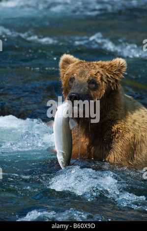 Braunbär (Ursus Arctos) mit einem Gefangenen Lachs, Brooks River, Brooks fällt, Katmai Nationalpark, Alaska, USA, Nordamerika Stockfoto