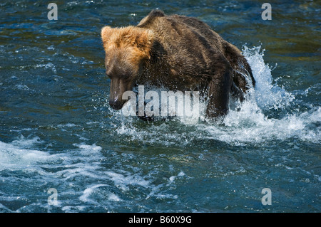 Brauner Bär (Ursus Arctos) Fischerei auf Lachs, Brooks River, Brooks Falls, Katmai Nationalpark, Alaska, USA, Nordamerika Stockfoto