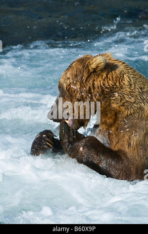 Braunbär (Ursus Arctos) mit einem Gefangenen Lachs, Brooks River, Brooks fällt, Katmai Nationalpark, Alaska, USA, Nordamerika Stockfoto