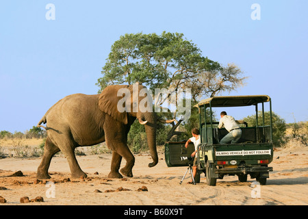 Afrikanischer Bush Elefant (Loxodonta Africana) Stier vor einen Jeep mit Fotografen, Savuti, Chobe Nationalpark, Botswana Stockfoto