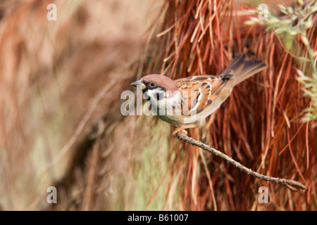 Tree Sparrow Passer montanus Stockfoto