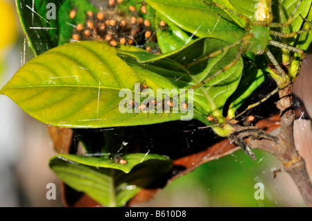 Eine grüne Luchs-Spinne und ihre Jungtiere. Stockfoto