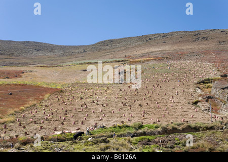 Kartoffelernte, Landwirtschaft in Paramo, die hohe Landwegen, Venezuela, Südamerika Stockfoto