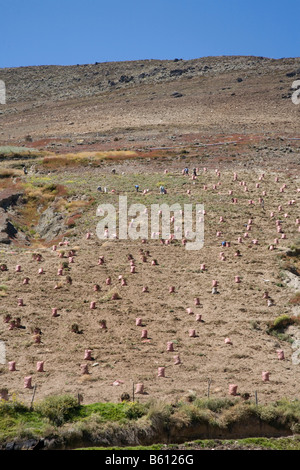 Kartoffelernte, Landwirtschaft in Paramo, die hohe Landwegen, Venezuela, Südamerika Stockfoto