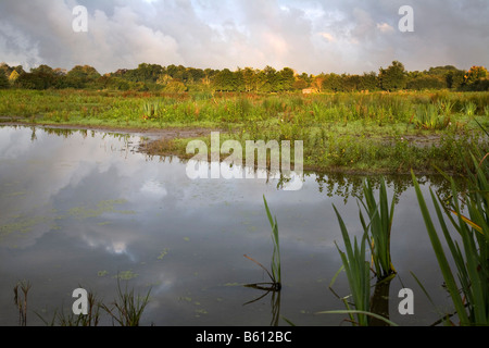 Walmsley Bird Sanctuary Wadebridge cornwall Stockfoto