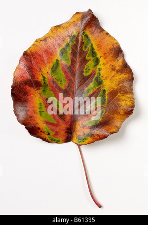 Herbstblatt Stockfoto