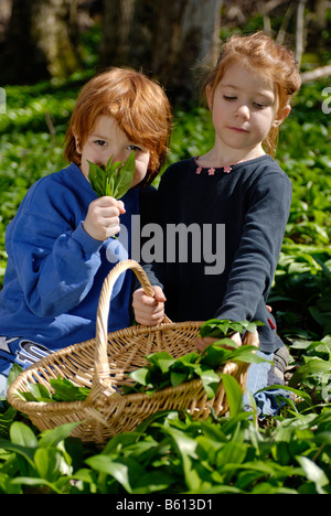 Ein Junge und ein Mädchen mit einem Korb Kommissionierung Bärlauch im Wald Stockfoto