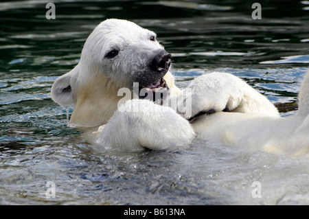 Wilbaer, Junge Eisbären (Ursus Maritimus) Schwimmen im Wasser, Wilhelma, Stuttgart Stockfoto