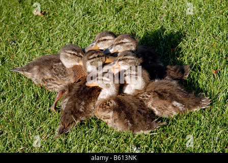 Junge Stockenten (Anas Platyrhynchos), stehen in einer Gruppe auf einer Wiese, Stadtpark, Stadtpark, Stuttgart, Baden-Württemberg Stockfoto