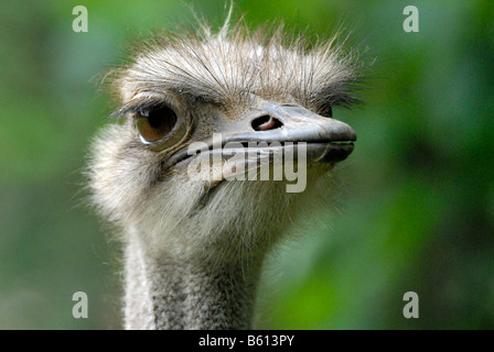 Amerikanische Rhea (Rhea Americana), Porträt, Zoo, Bayern Stockfoto