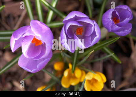 Krokus (Crocus), die ersten Zeichen des Frühlings in einem Garten, Kärnten, Österreich, Europa Stockfoto