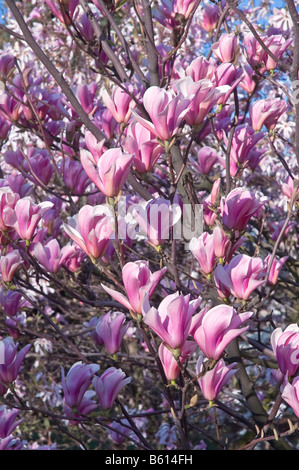 Magnolia Heaven Scent Stockfoto