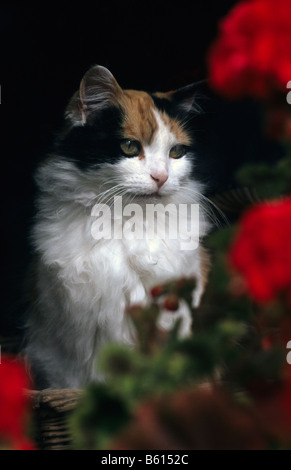 Schildpatt Katze Blick durch Fenster. Stockfoto