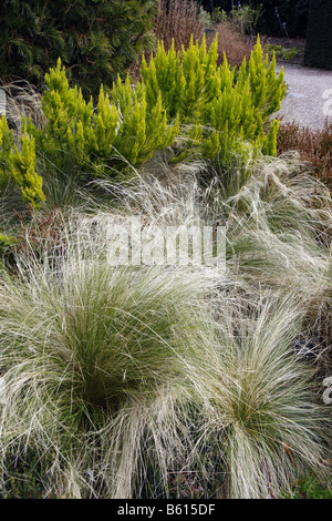 STIPA TENUISSIMA UND ERICA ARBOREA ALBERTS GOLD IM WINTERGARTEN BEI RHS ROSEMOOR Stockfoto