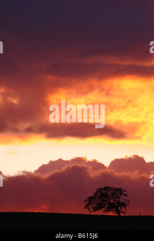 Ein einsamer Eiche Baum genießt den feurigen Himmel nach Sonnenuntergang. Stockfoto