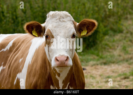 Portrait einer Kuh, Fleckvieh Stockfoto